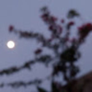 Meet your Posher, Betsy